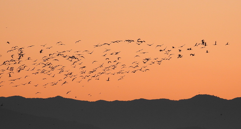 As the light fades, flocks of cranes return to roost © Mark Brazil